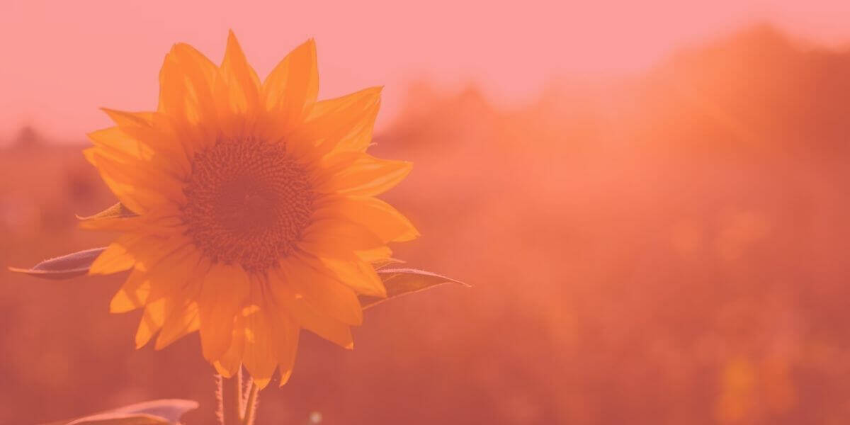 Sunflower in field