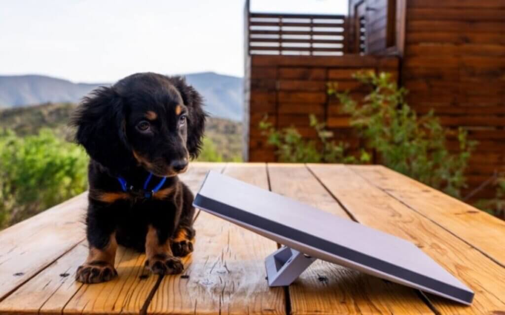 photo of Starlink Mini dish outdoors next to cute small dog