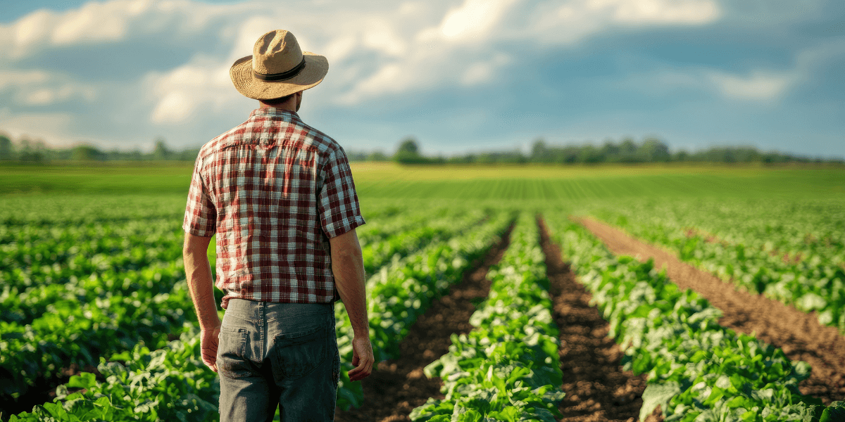 farmer looking at his field