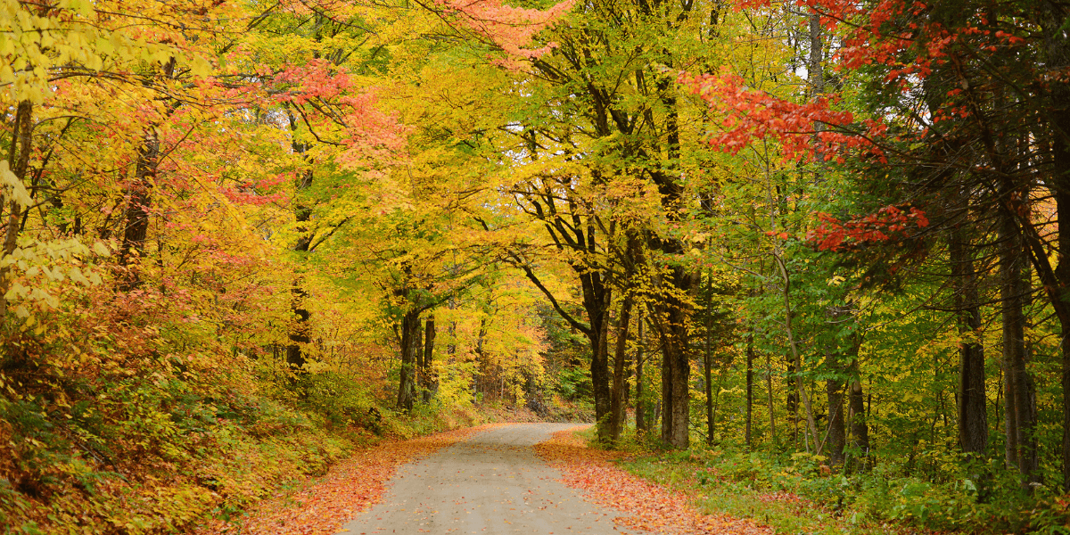 vermont trees