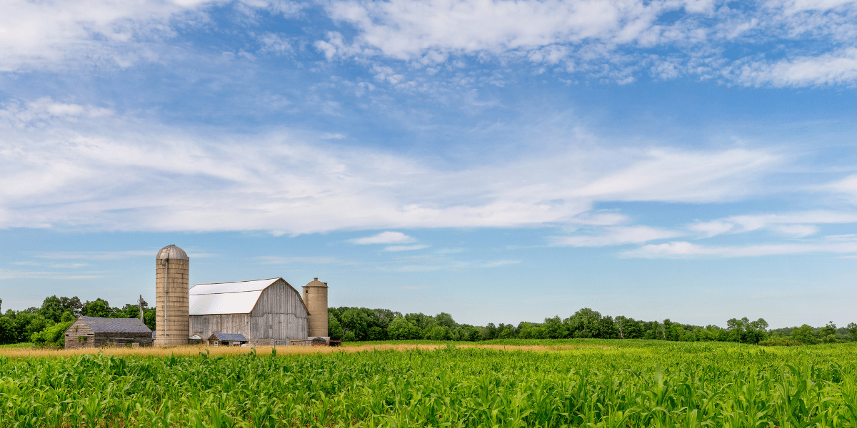 una granja con cielo azul y cultivos verdes