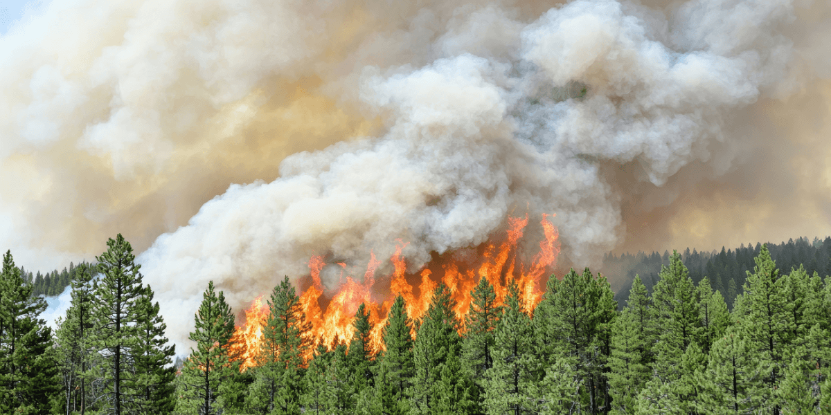 wildfire